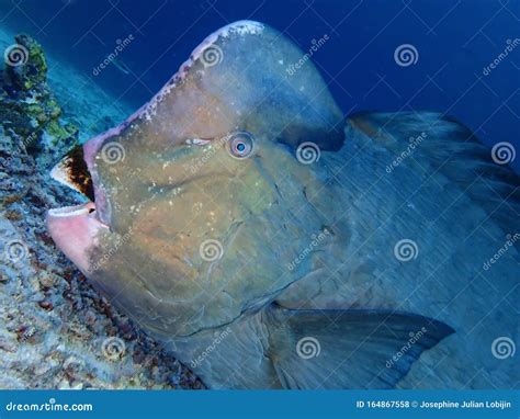 Closeup with School of Green Humphead Parrotfish during a Leisure Dive ...