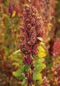 Quinoa - wocatpedia.net