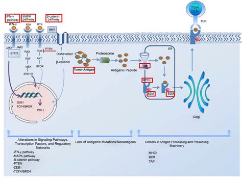 Current Status and Molecular Mechanisms of Resistance to Immunotherapy ...