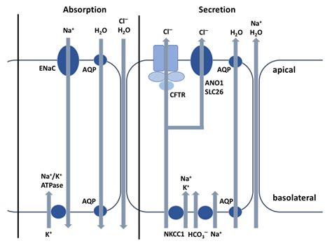 CFTR Protein: Not Just a Chloride Channel?