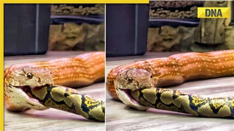 Image result for Python Swallows You