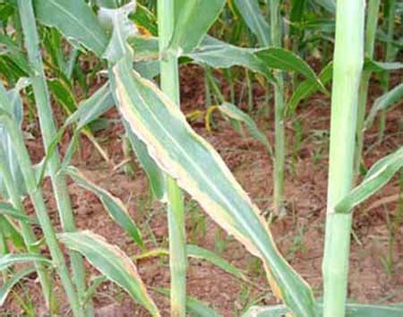 Agriculture ::Sorghum-Potassium