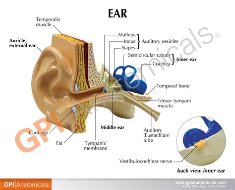 Eye Ear Model Labeled Ear | Anatomy Revision | AnatomyStuff