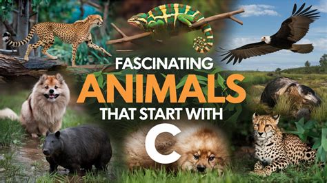 113 Animals Starting with Letter C - Richmond Mom