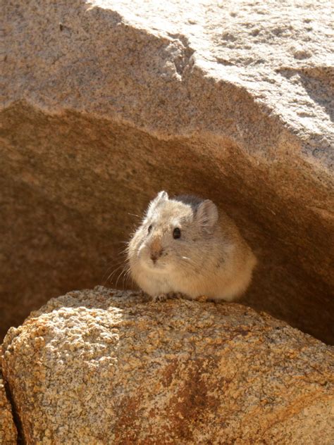 Hemis National Park: A safari guide’s tips on spotting snow leopards in ...