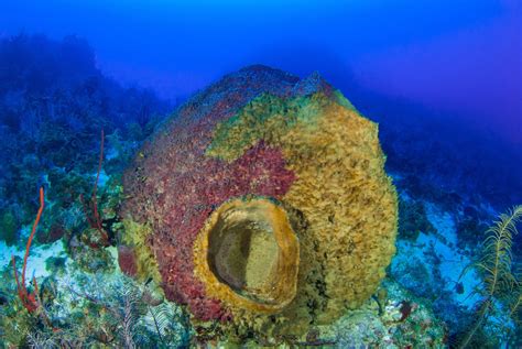 Giant Barrel Sponge (Xestospongia muta) - ANGARI Foundation
