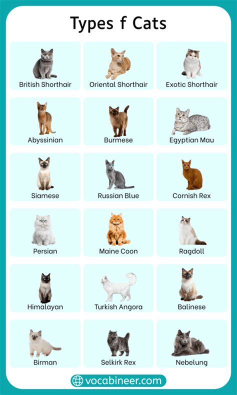 Image result for Computer Worksheet Web Browser