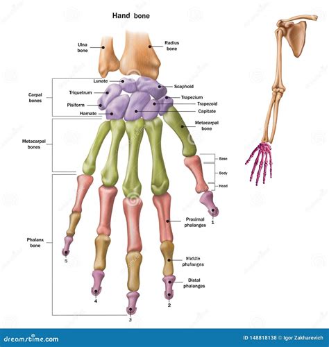 Huesos De La Mano Humana Con El Nombre Y La Descripción De Todos Los Sitios Anatom?a Humana ...