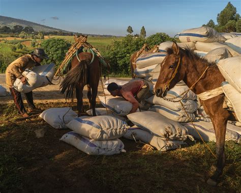 Philippine Poverty and Farm-Based Economy Have Roots in Colonial Era - The New York Times