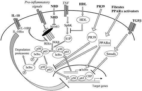 Anti-Inflammatory Mechanisms in the Vascular Wall | Circulation Research