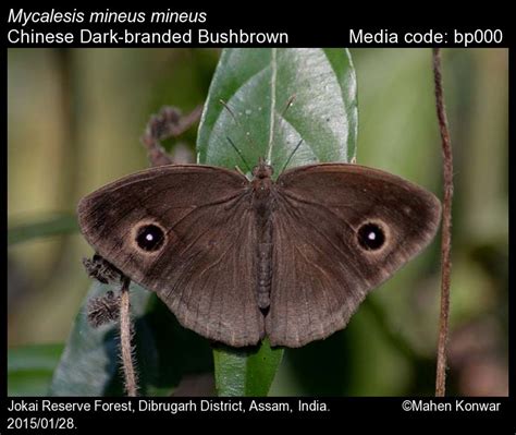Mycalesis mineus | Butterfly