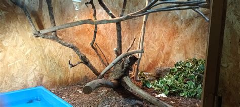 Image result for Selayer Reticulated Python