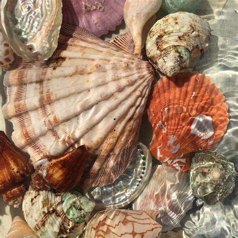 Image result for Ocean Sea Shells