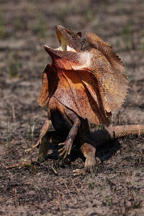 Frilled Dragon Running