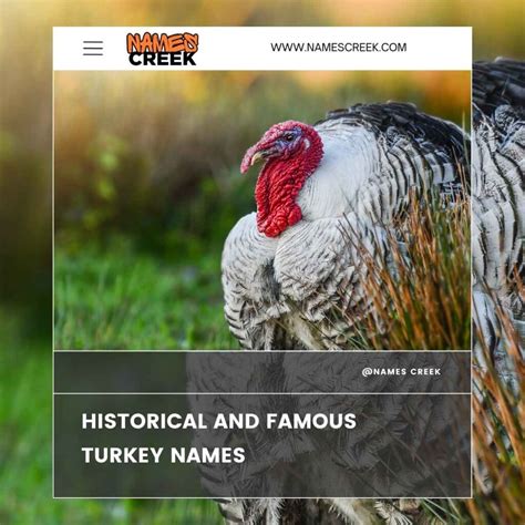 225 Unique And Creative Turkey Names