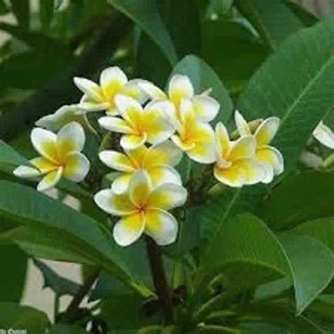 SJ Stocks Plumeria Dwarf Champa Frangipani Pink Live Natural Plant(Pot ...