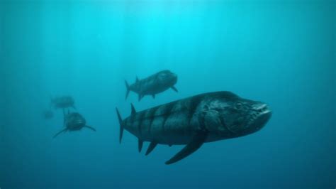 "Xiphactinus, known as X-fish." - Prehistoric Planet quote