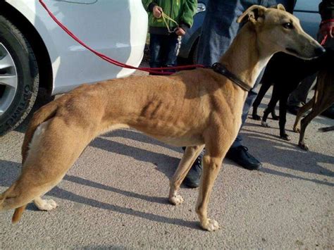 纯种格力犬幼犬灵缇犬活体幼崽狩猎犬猎兔犬山东细犬狗幼犬包邮_虎窝淘