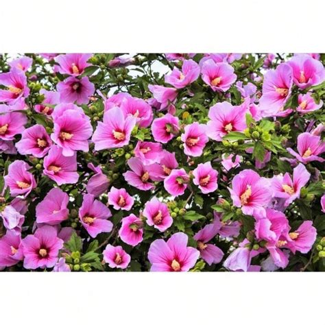 25 Deep Pink Roses, Bauhinia Tree Seeds For Agriculture, Flat Packaging ...