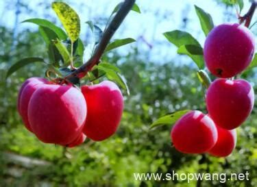 潍坊景海果业有限公司（潍坊景海果蔬种植合作社）-富士苹果,有机苹果,巨峰葡萄