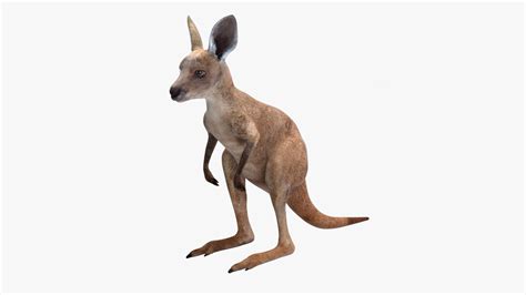 Baby Kangaroo Rigged for Cinema 4D 3D model | 3D Molier International