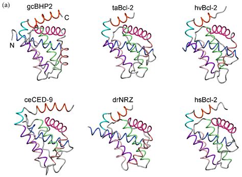 Metazoans and Intrinsic Apoptosis: An Evolutionary Analysis of the Bcl ...