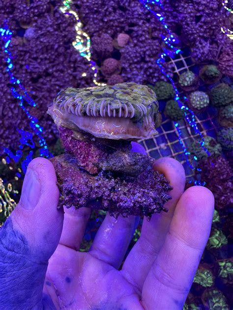 Natural Predators: What Fish Eat Vermetid Snails In Reef Tanks