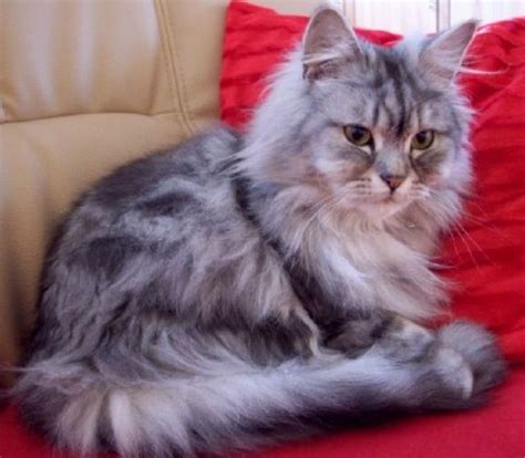 Tiere Kleinanzeigen | Tiere Anzeigenmarkt | Tiere Marktplatz | Tiere ...