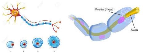 Image result for Pipe Cleaner Neuron Project
