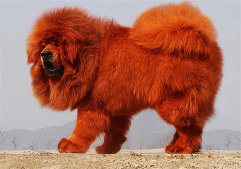 高加索犬和藏獒谁更厉害，高加索犬的体型更大但藏獒更凶猛 - 农宝通