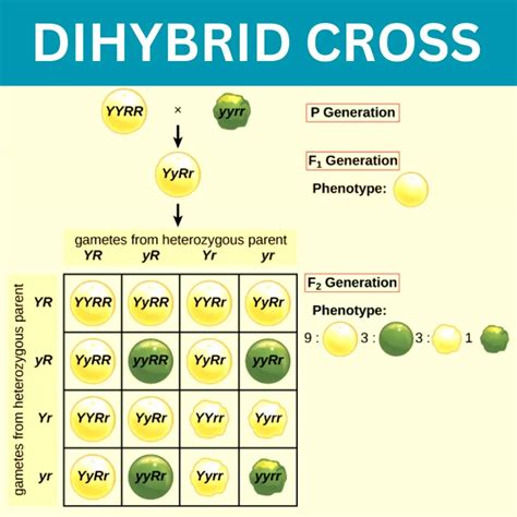 Dihybrid Cross - Introduction, Steps, and Process with Examples
