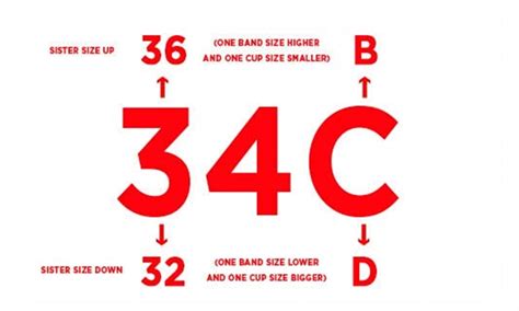 Cup Size Examples 的图像结果