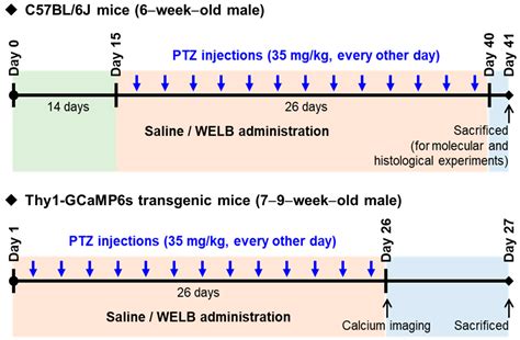 Lilii bulbus Exerts Anti-Seizure Effects by Modulating GABAergic ...