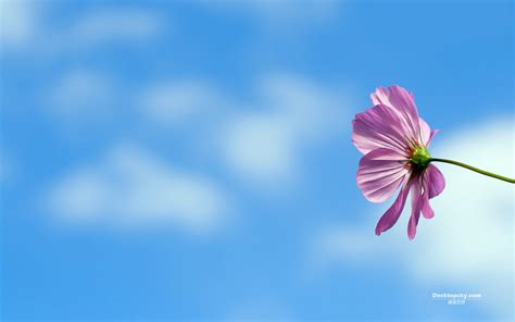 千图网图片大全清新高清千图网图片大全2022已更新今日图集