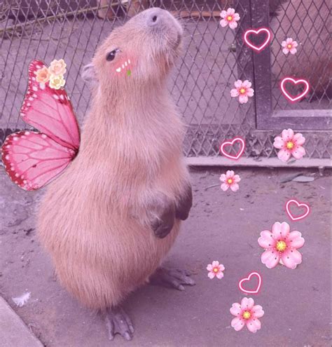 Pin by JV on *🐚Capibara🐚* | Funny animals, Cute animals, Funny animal ...