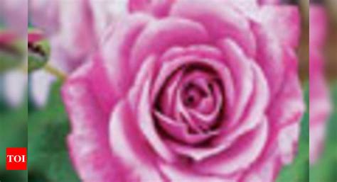 What is your Birth Flower? - Times of India