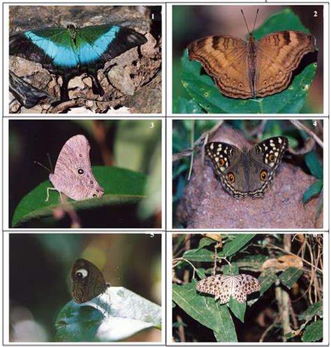 Exploring Biodiversity and Ecology of Central Western Ghats