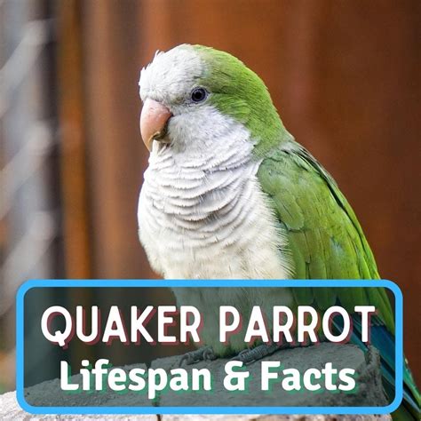 Sun Conure Lifespan: Simple Strategies For A Longer Life