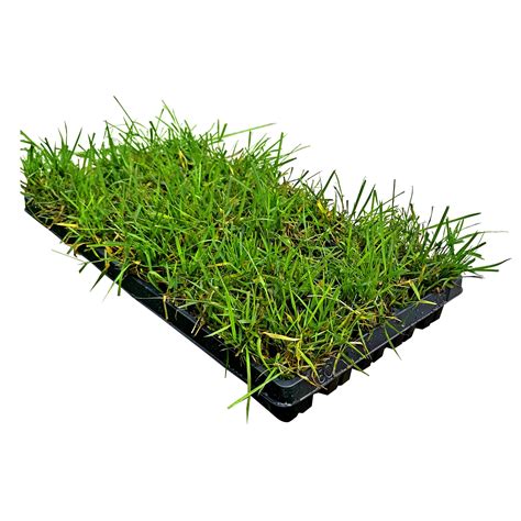 Zoysia Grass Plugs Scotts Turf Builder Zoysia And Mulch 5 Lb Zoysia