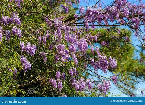 Stunning Large Purple Wisteria Plants Surrounded by Like Green Leaves ...