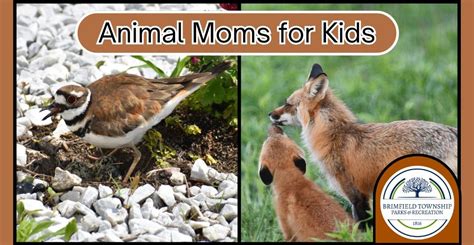 ??Animal Moms for Kids??, 4286 Kelso Rd, Kent, OH 44240-6903, United ...