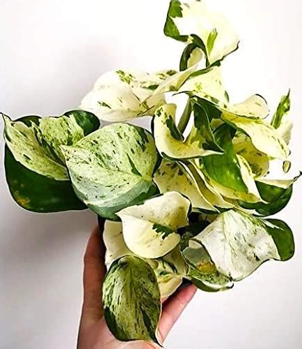 The Four Seasons Golden Pothos Epipremnum Aureum Neon Natural Live ...