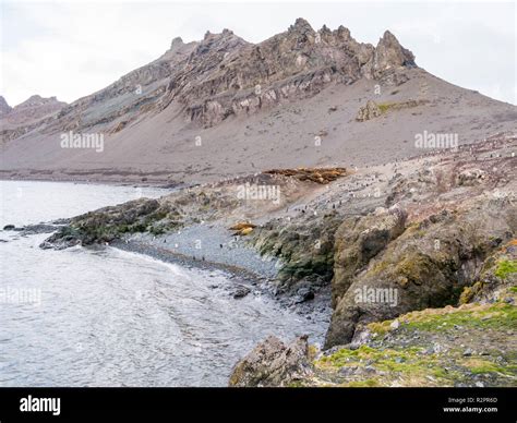 Colony of southern elephant seals and gentoo penguins at Hannah Point ...