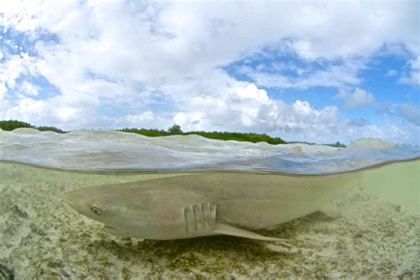 8 Incredible Facts About Bull Sharks