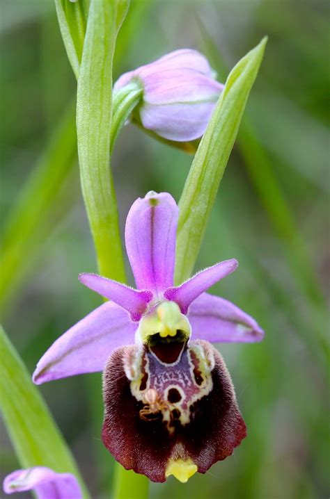 Montelupo Albese – Le orchidee Spontanee sul Sentiero del Belvedere ...