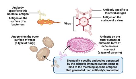 Antigens and the initiation of an immune response - Student Academic ...
