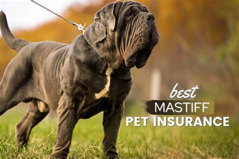 Pet Insurance Missouri