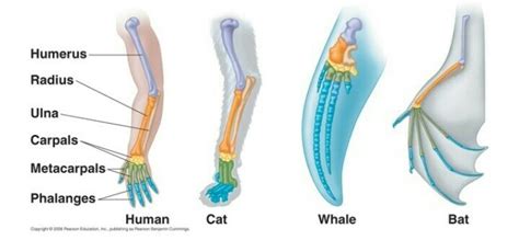 explain how homologous structures provide evidence of common ancestry ...