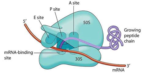 प्रोटीन संश्लेषण पर टिप्पणी। | Science Vision