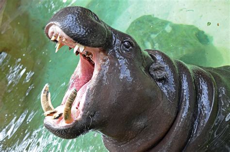 Pygmy Hippo Mouth